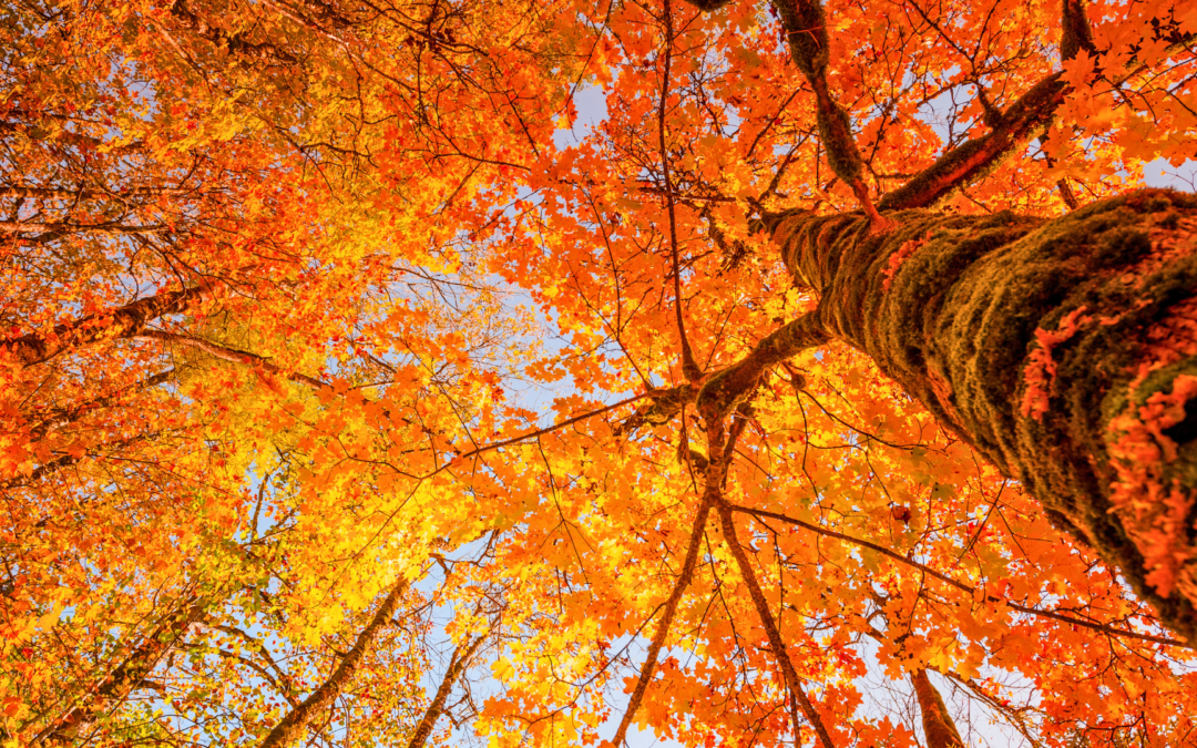 Embracing the Fall Transition: A Guide to Scheduling Your Orthodontic Appointments